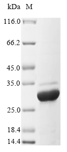 Recombinant Pig Odorant-binding protein
