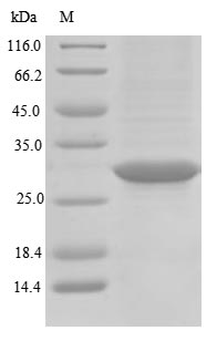 Recombinant Pig Rhodopsin(RHO),partial