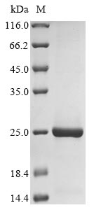 Recombinant Pig Sialoadhesin(SIGLEC1),partial