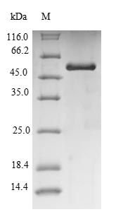 Recombinant Pig Uricase(UOX)