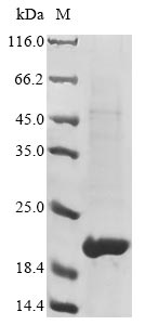 Recombinant Pisum sativum Leghemoglobin Lb120-8