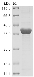 Recombinant Plasmodium falciparum Plasmepsin-1