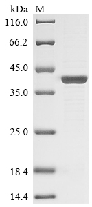 Recombinant Plasmodium falciparum Plasmepsin-2