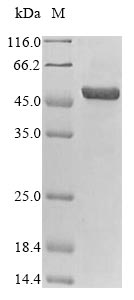 Recombinant Porcine circovirus 2 Capsid protein(Cap)