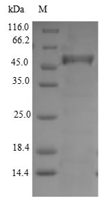 Recombinant Portulaca grandiflora 4,5-DOPA dioxygenase extradiol(DODA)