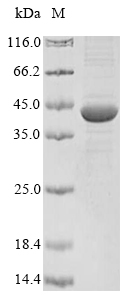 Recombinant Pseudomonas aeruginosa Exotoxin A regulatory protein(toxR)