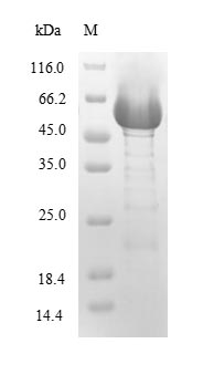 Recombinant Pseudomonas aeruginosa Hemolytic phospholipase C(plcH),partial