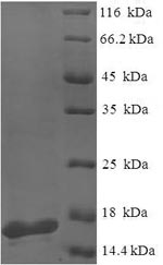 Recombinant Pseudomonas aeruginosa PA-I galactophilic lectin(lecA)