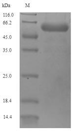 Recombinant Pseudomonas aeruginosa Porin P(oprP)