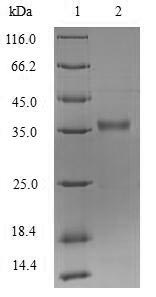 Recombinant Pseudomonas aeruginosa Protease lasA(lasA)