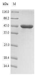Recombinant Pseudomonas aeruginosa Regulatory protein RhlR(rhlR)