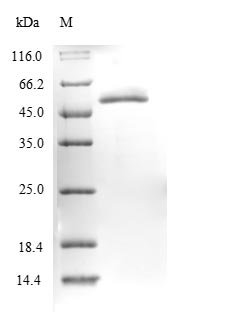 Recombinant Pseudomonas azotoformans L-amino acid amidase(laaA)