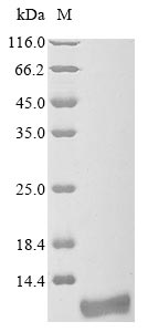 Recombinant Pseudomonas putida 2-hydroxymuconate tautomerase(tdnL)
