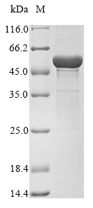 Recombinant Pseudomonas sp. 3-phosphoshikimate 1-carboxyvinyltransferase(aroA)