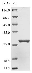 Recombinant Pyrococcus horikoshii Protein archease(PH1536)