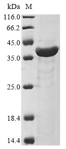 Recombinant Pyrroline-5-carboxylate reductase(proC)