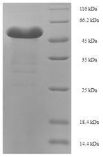 Recombinant Pyruvate, phosphate dikinase(PPDK) ,partial