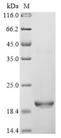 Recombinant Quercus alba Major pollen allergen Que a 1,partial