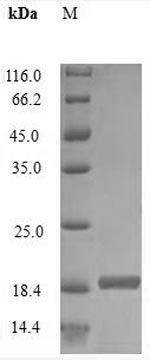 Recombinant Rabbit Interleukin-2(IL2)