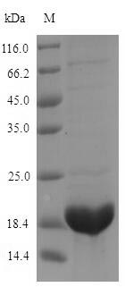 Recombinant Raphanus sativus Defensin-like protein 2(AFP2)
