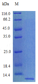 Recombinant Rat  Chemokine (C-X-C motif) ligand 12 (Stromal cell-derived factor 1) protein(Cxcl12) (Active)