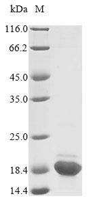 Recombinant Rat Acyl-CoA-binding protein(Dbi)