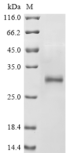 Recombinant Rat Anionic trypsin-1(Prss1)