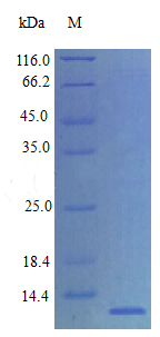 Recombinant Rat BRAK protein(Cxcl14) (Active)