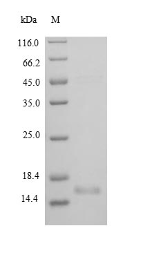 Recombinant Rat Brain-derived neurotrophic factor(Bdnf),partial