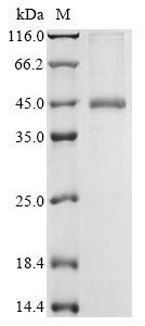 Recombinant Rat Brevican core protein(Bcan),partial