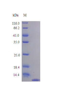 Recombinant Rat C-C motif chemokine protein(Ccl22) (Active)