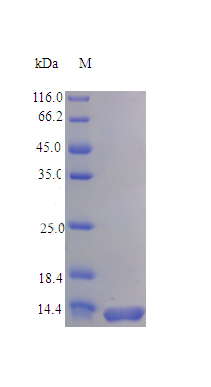 Recombinant Rat C-C motif chemokine protein(Ccl28) (Active)