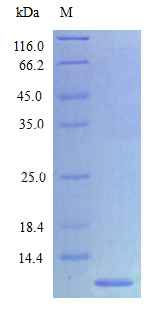 Recombinant Rat C-X-C motif chemokine 2 protein(Cxcl2) (Active)