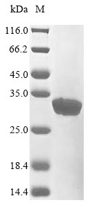 Recombinant Rat COMM domain-containing protein 5(Commd5)