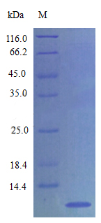 Recombinant Rat CXC chemokine RTCK1 protein(Ppbp) (Active)