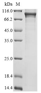 Recombinant Rat Calcium calmodulin-dependent 3 ,5 cyclic nucleotide phosphodiesterase 1C(Pde1c)