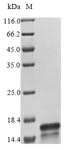 Recombinant Rat Complement C5(C5)