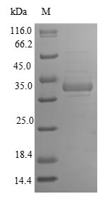 Recombinant Rat FAD-linked sulfhydryl oxidase ALR(Gfer)
