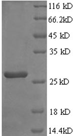 Recombinant Rat Fibroblast growth factor 23(Fgf23)