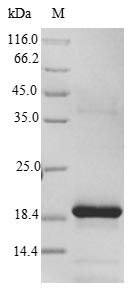 Recombinant Rat Frataxin, mitochondrial(Fxn)