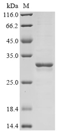 Recombinant Rat Galectin-3(Lgals3)