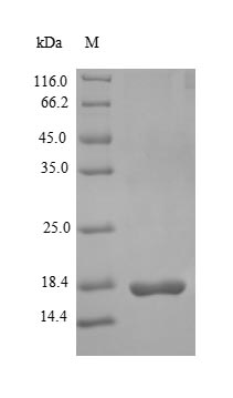 Recombinant Rat Glucagon-like peptide 1 receptor(Glp1r),partial