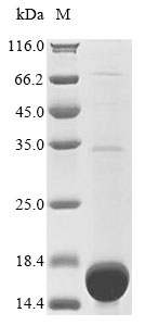 Recombinant Rat Heparanase(Hpse),partial