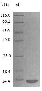 Recombinant Rat Lymphotactin protein(Xcl1) (Active)