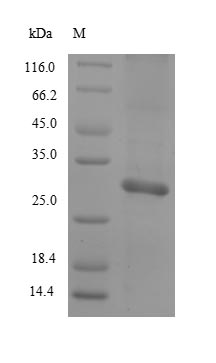 Recombinant Rat Mast cell protease 2(Mcpt2)
