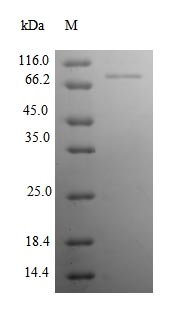 Recombinant Rat Neural cell adhesion molecule 1(Ncam1),partial
