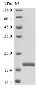 Recombinant Rat Oncomodulin(Ocm)