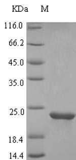 Recombinant Rat Osteocrin(Ostn),partial
