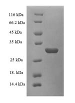 Recombinant Rat Plasma kallikrein(Klkb1),partial
