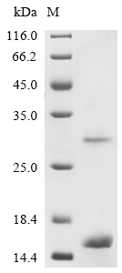 Recombinant Rat Progonadoliberin-1(Gnrh1)